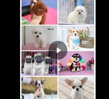 合肥热门犬舍常年出售宠物狗 品种齐全 保证健康纯种 合肥热门犬舍常年出售宠物狗 品种齐全 保证健康纯种